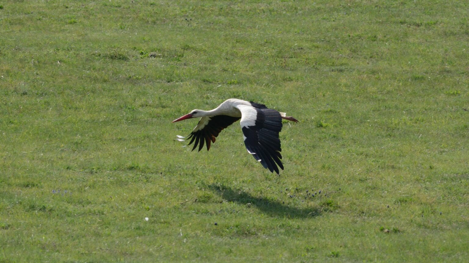 The Stork — A Bird that Has a Special Place in the Hearts of Hungarians