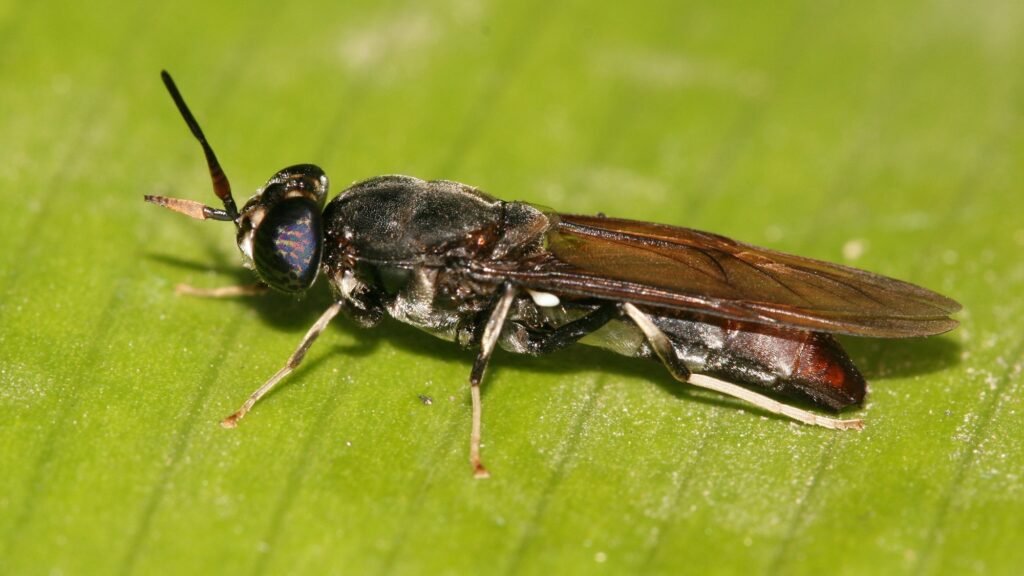 A black soldier fly