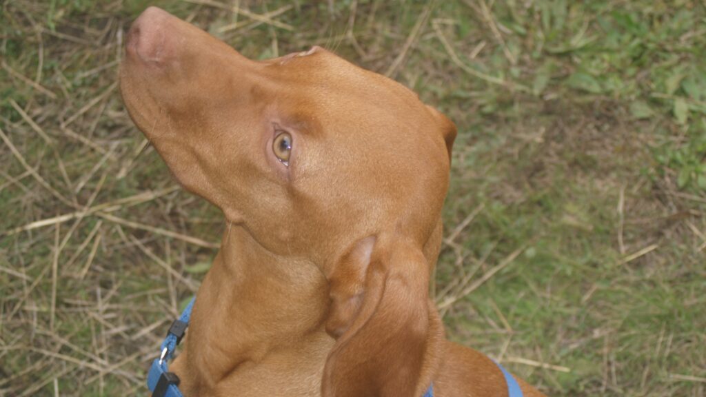 A Hungarian Vizsla named Bodza in 2014