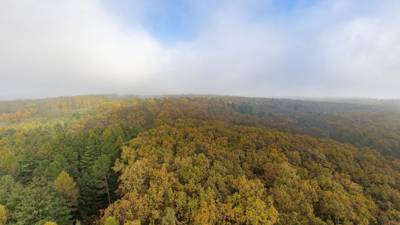 Hungarian Forests Face Rapid Climate Change Requiring Urgent Forestry Interventions