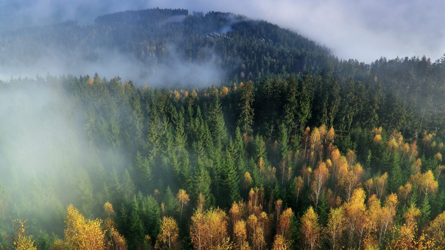 Hungarian National Bank and WWF Hungary Collaborate for Nature Restoration