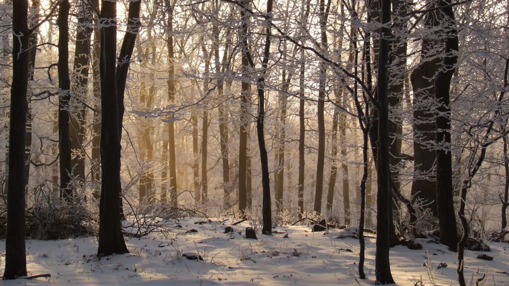 A beech forest in winter in the Mátra Mountains, a popular domestic tourist destination