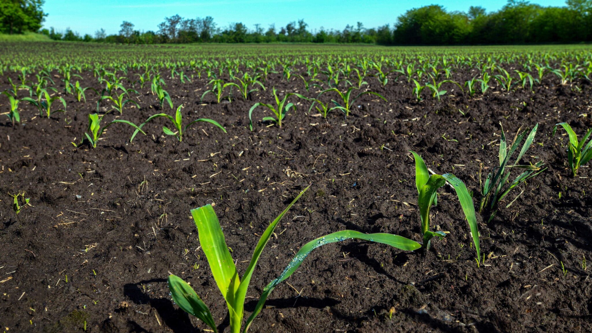 Corn on a Hungarian farm in 2021