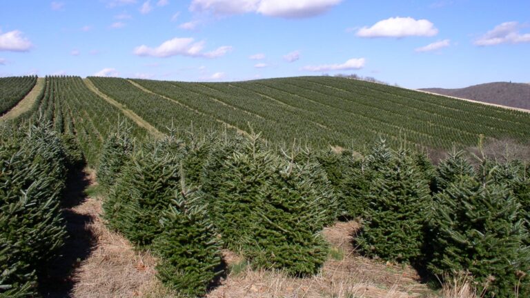 Abies fraseri Christmas tree plantation, USA