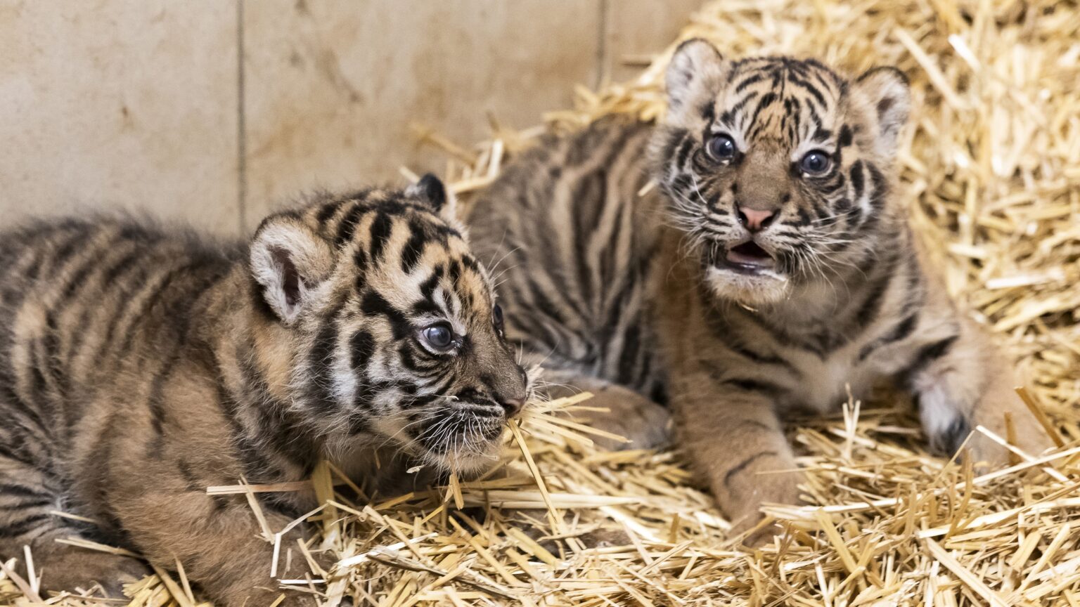 Rare Sumatran Tiger Cubs Born at Nyíregyháza Zoo After Decade of Breeding Efforts