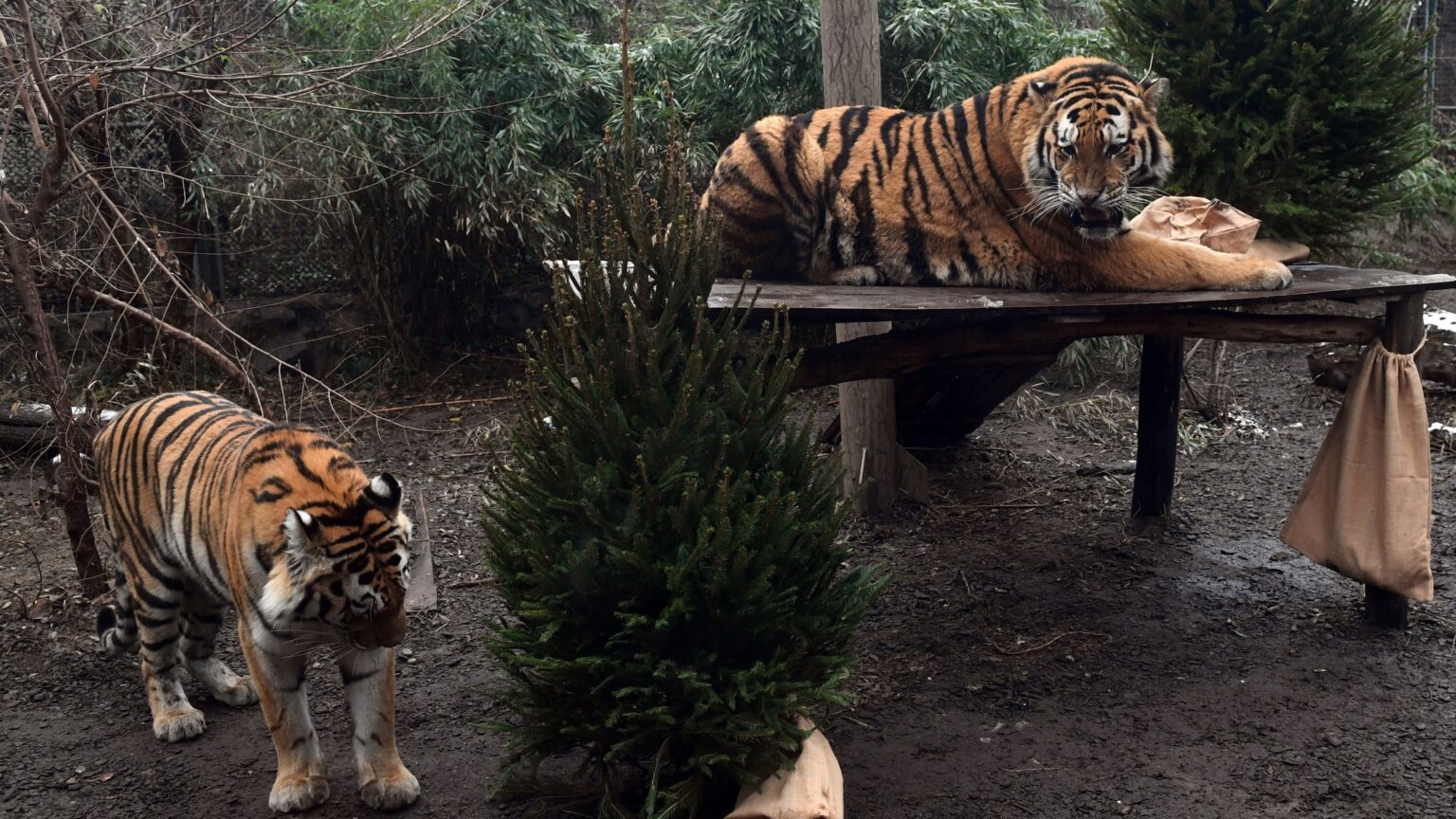 Budapest Zoo Welcomes Over 1.3 Million Visitors in 2024