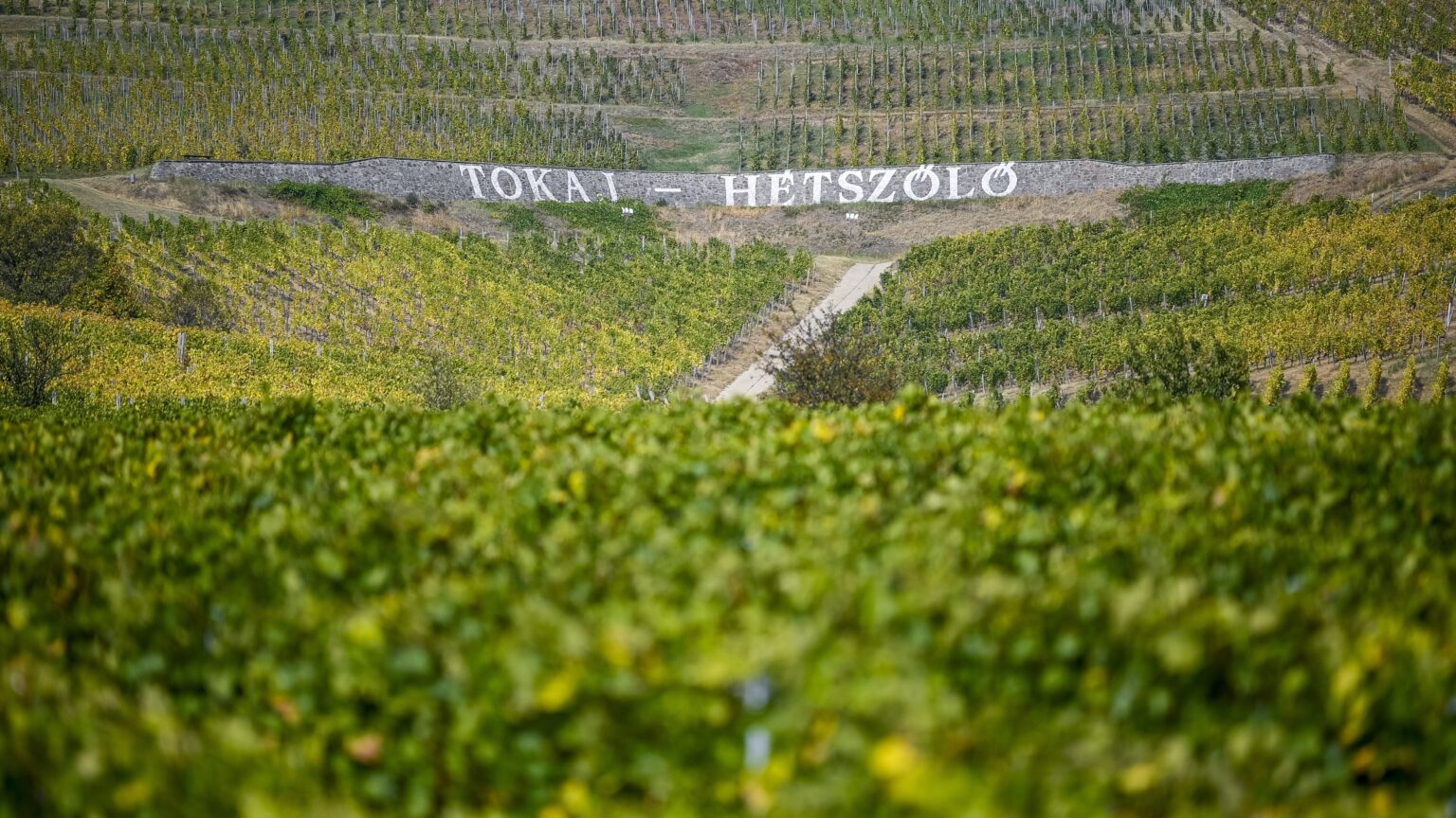 Tokaj Wine Region Adapts to Climate Change and Market Shifts