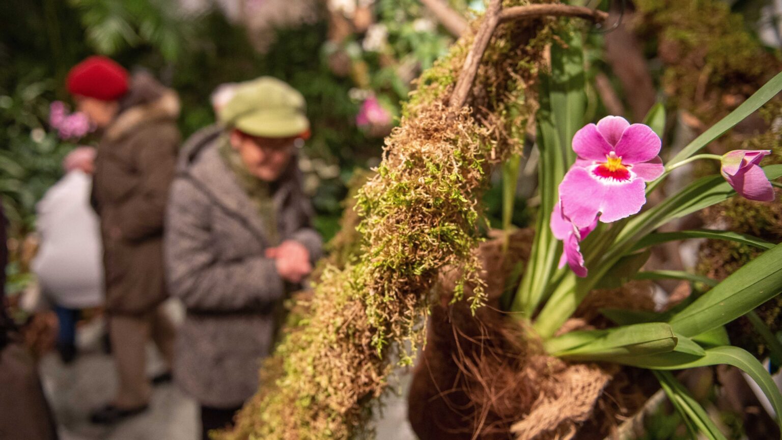 Dazzling Walks at the Szeged Botanical Garden’s Seasonal Orchid Exhibition